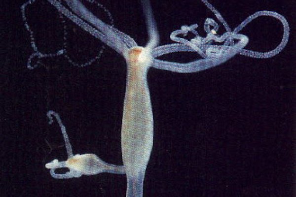 Kraken ссылка kraken clear com
