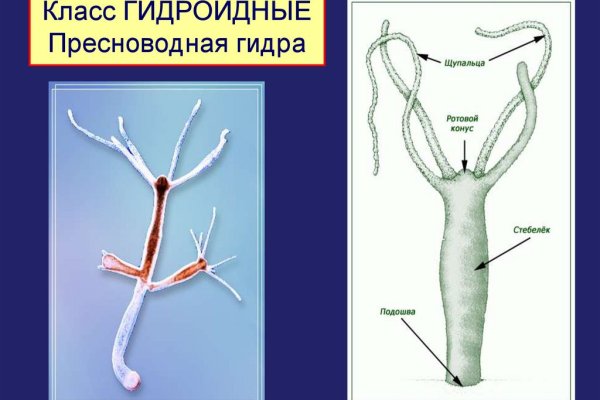 Рабочее зеркало кракен